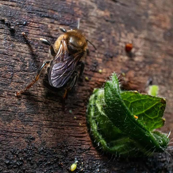 Imagen de abeja al lado de una mata