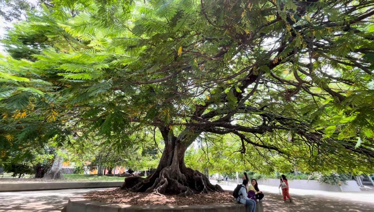 Imagen de árbol patrimonial de Medellín