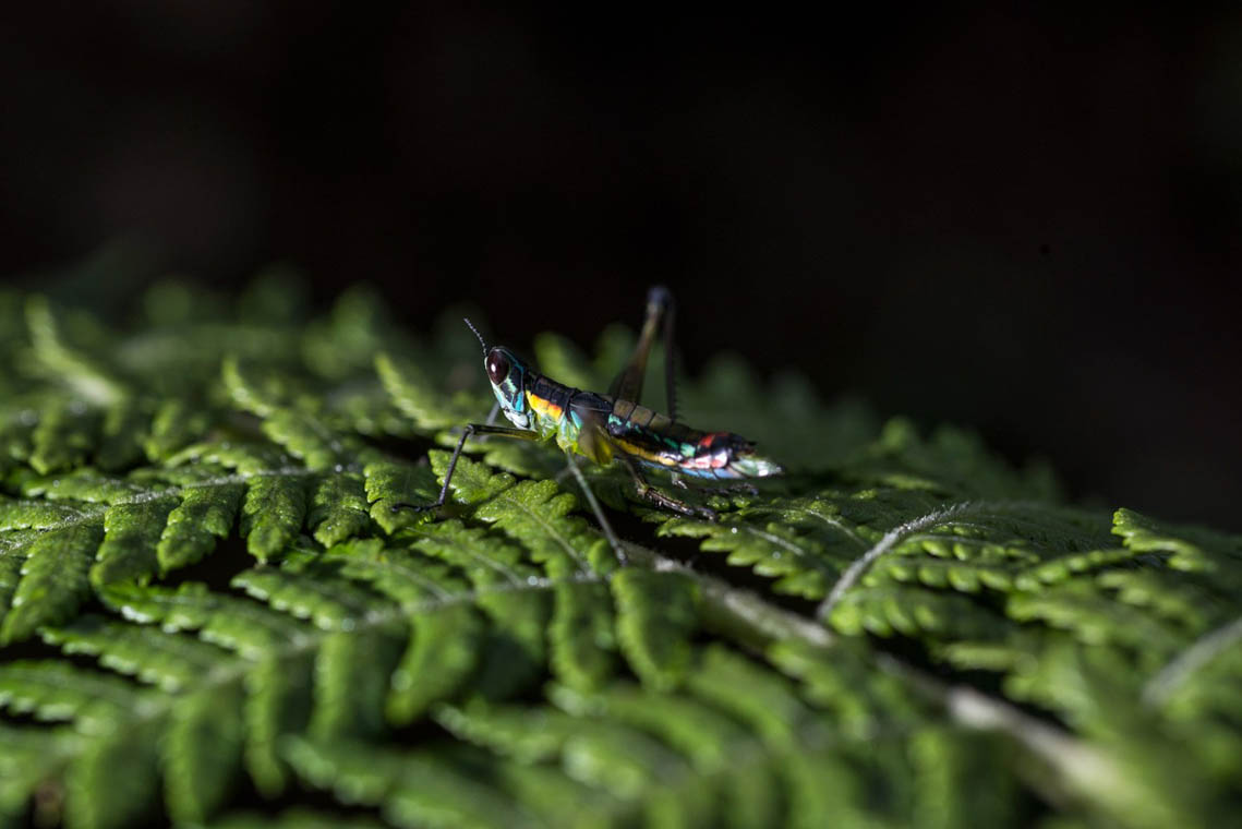 Imagen de pequeño grillo en el Parque Arví