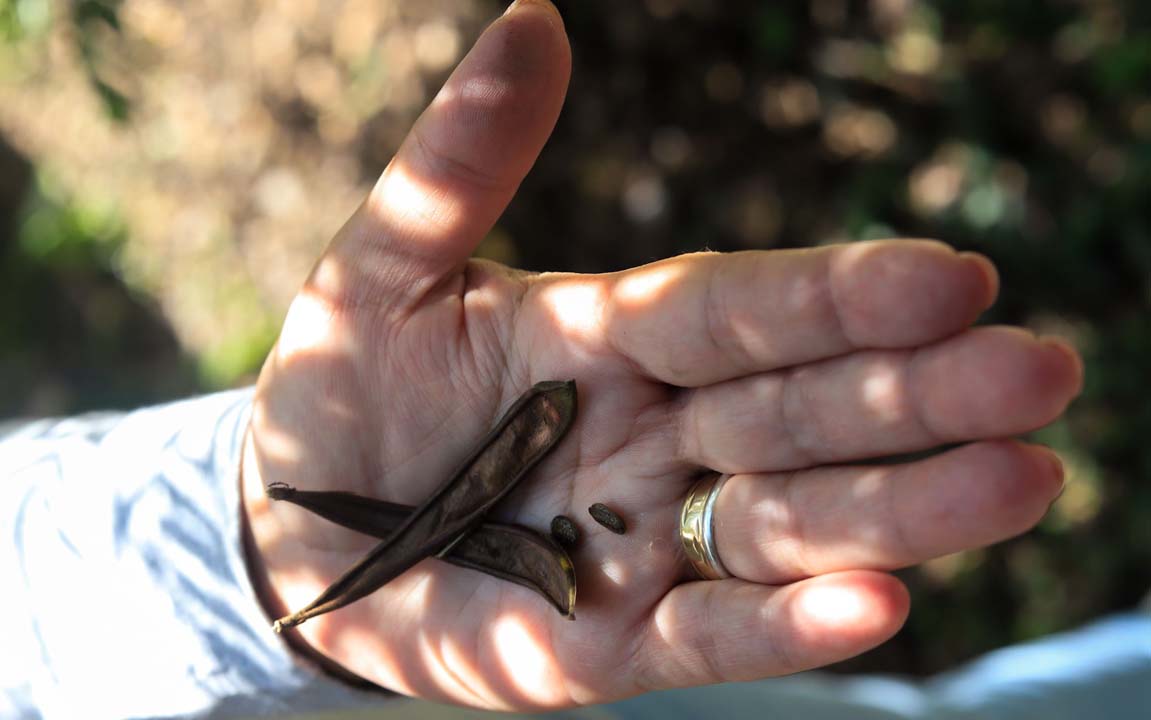 Imagen de una mano con semillas foto 6