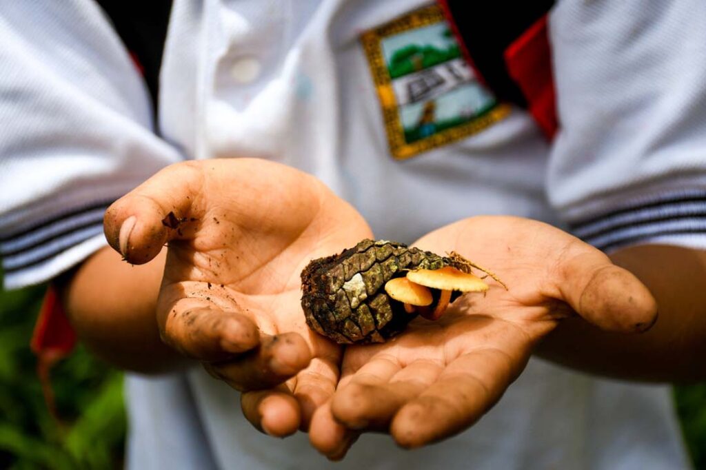 Imagen niño con una piña de pino