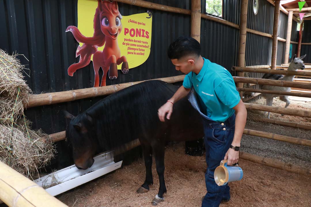 Imagen Pony negro granja