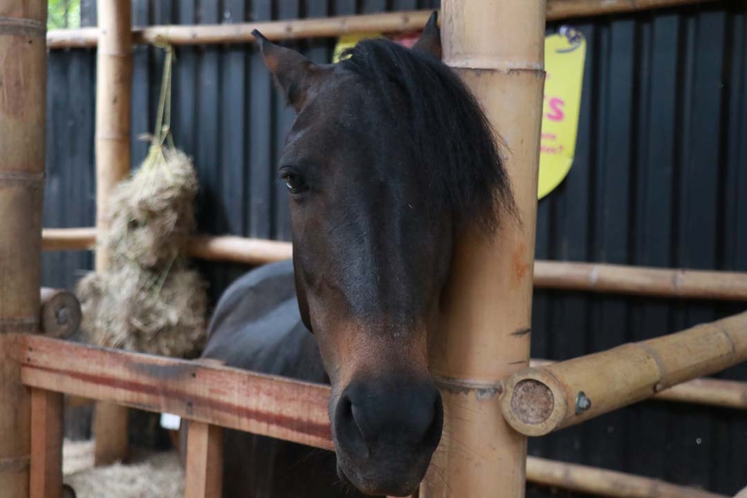 Imagen caballo negro granja