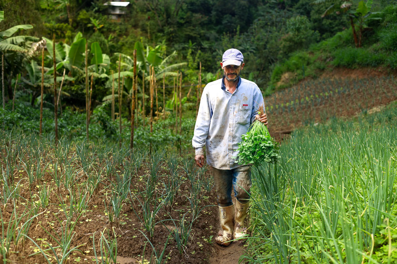 Imagen campesinos proveedores Programa de Alimentación Escolar (1)