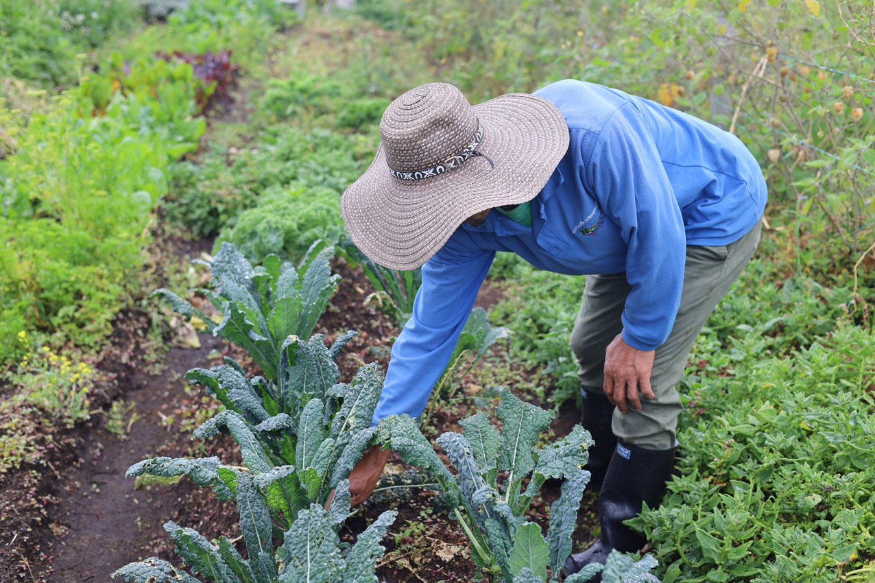 Imagen campesinos proveedores Programa de Alimentación Escolar (3)