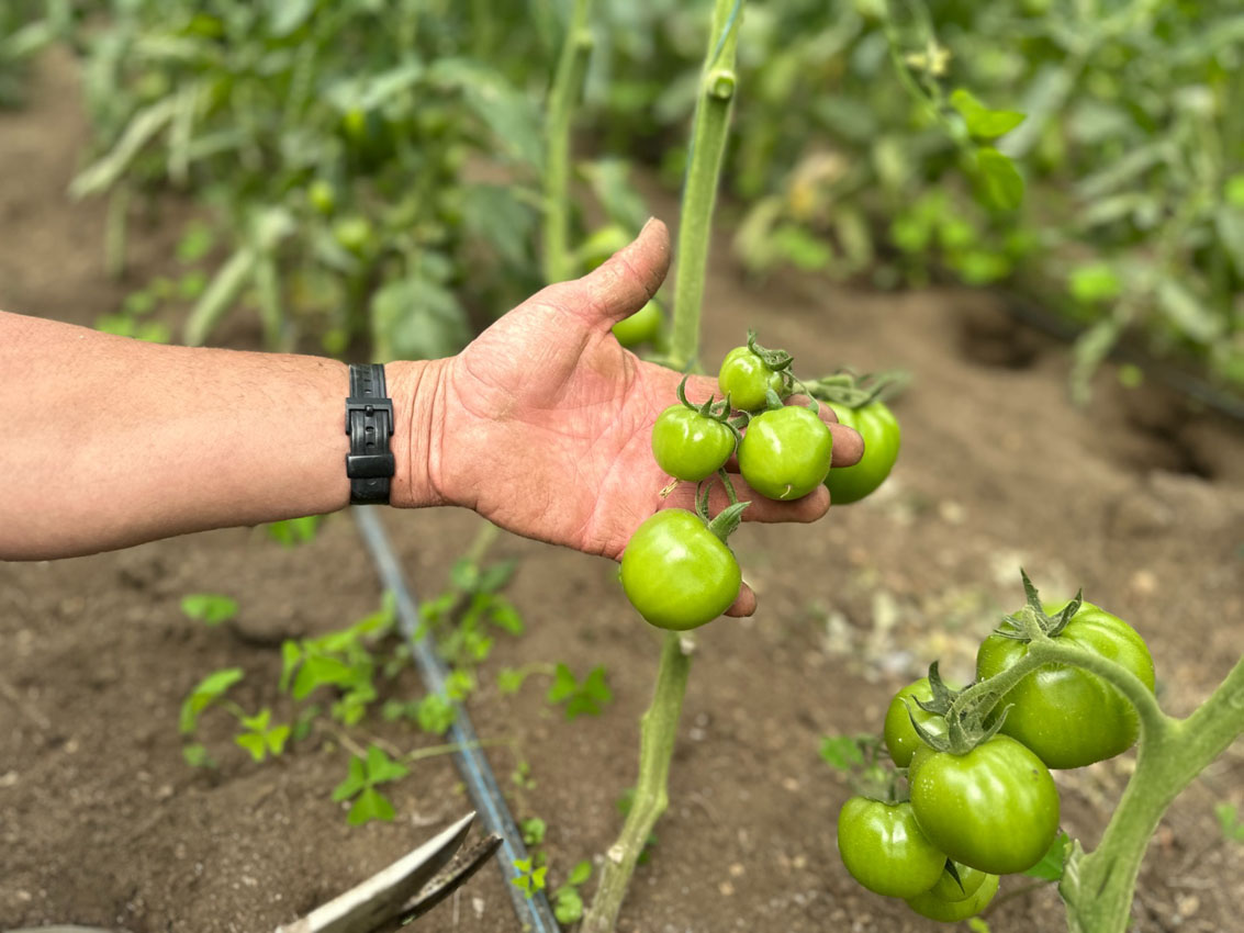 Imagen campesinos proveedores Programa de Alimentación Escolar (4)