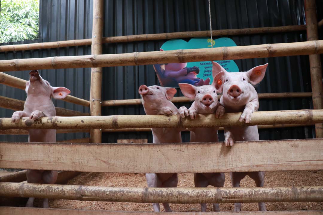 Imagen cerdos asomados