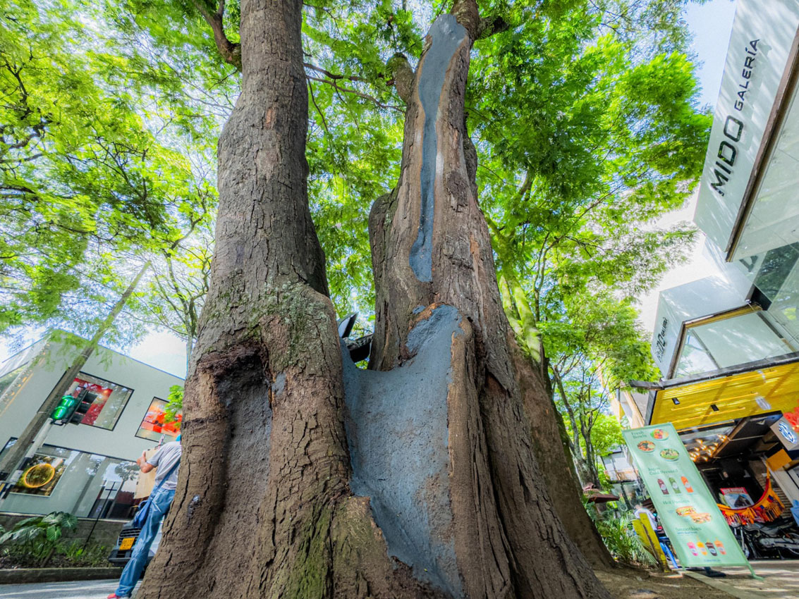 Imagenes intervención árboles Provenza (3)