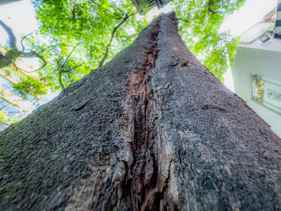 Imagenes intervención árboles Provenza (4)