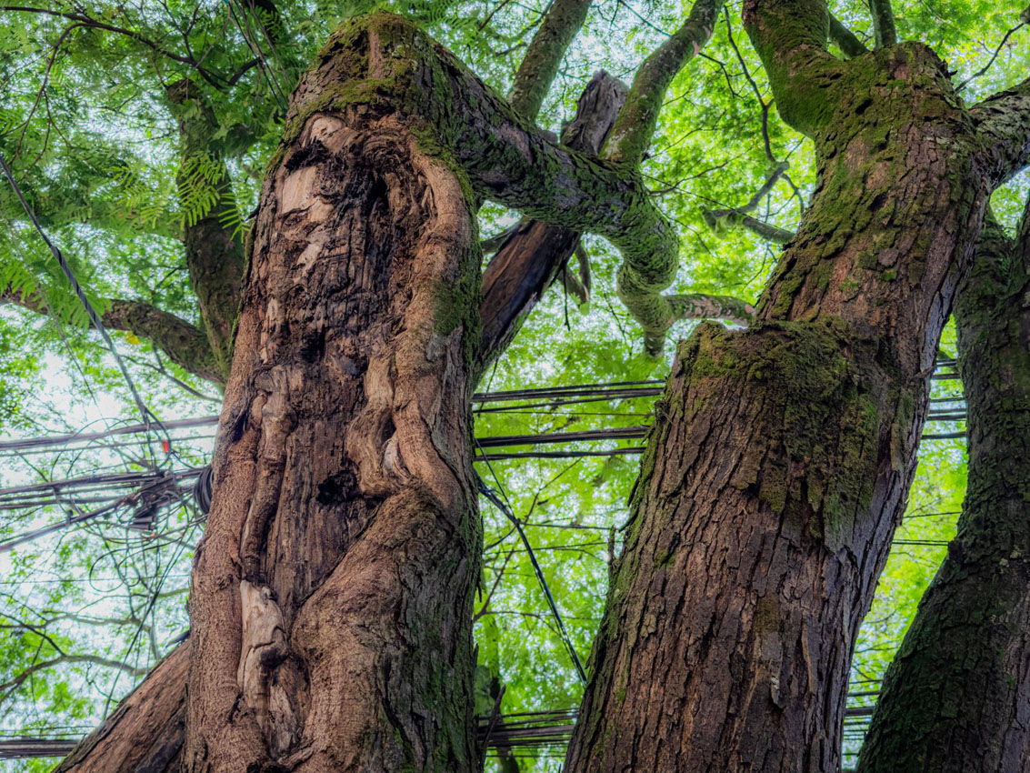 Imagenes intervención árboles Provenza (5)