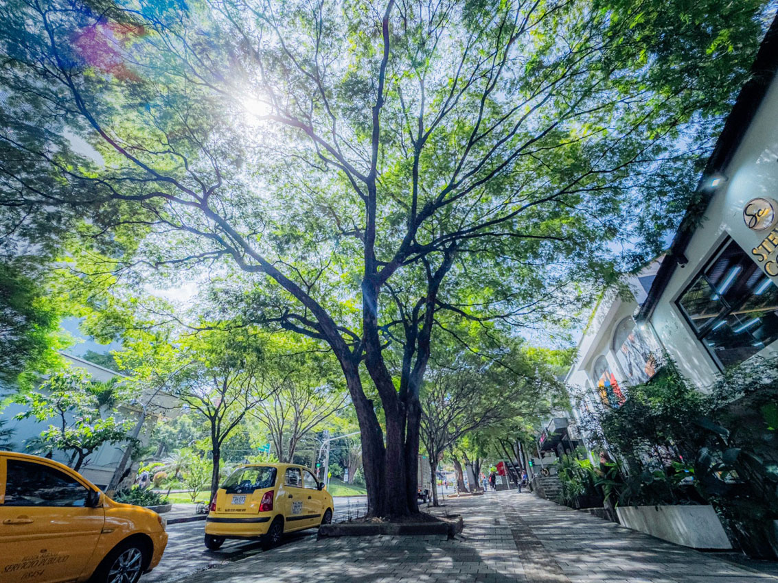 Imagenes intervención árboles Provenza (6)