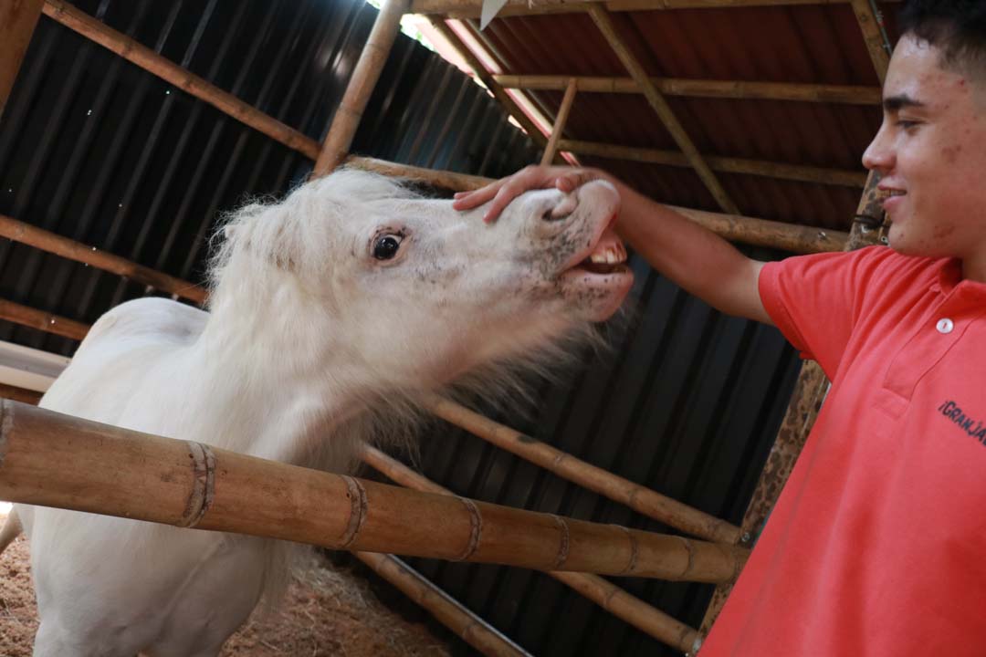 imagen caballo blanco con persona de rojo granja