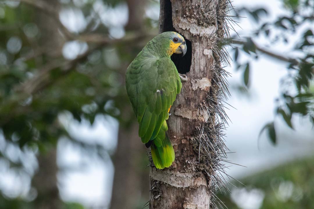 imagen perico foto 1