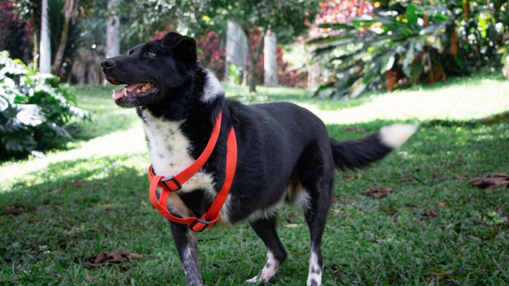 imagen perro discapacitado