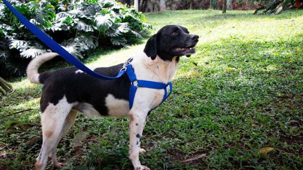 imagen perro discapacidad 2