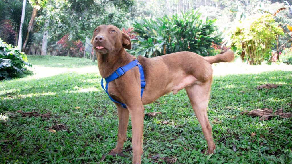 imagen perro discapacidad 3