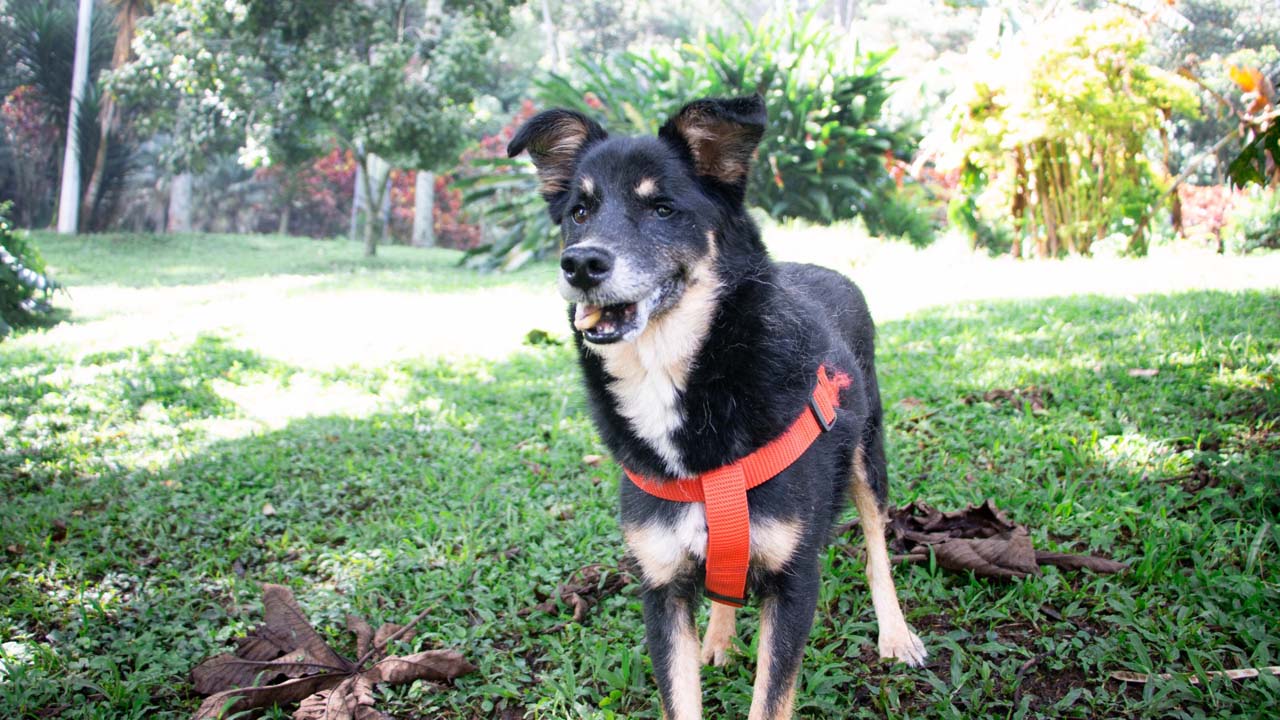 imagen perro discapacitado 4