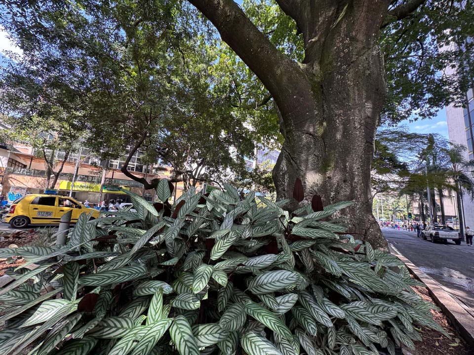 Imagen Árbol 1-min