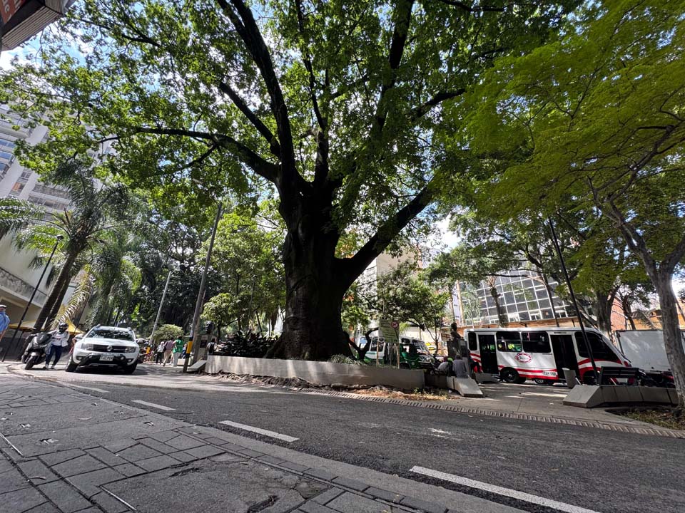 Imagen Árbol 2-min
