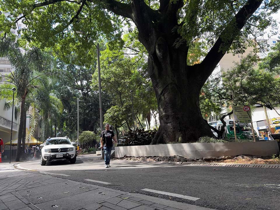 Imagen Árbol 3-min