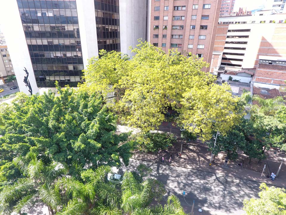 Imagen Árbol 6-min