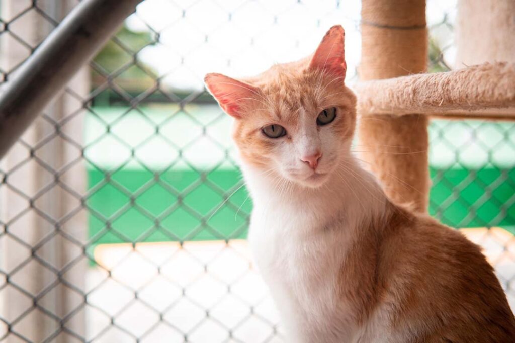 Imagen Gato