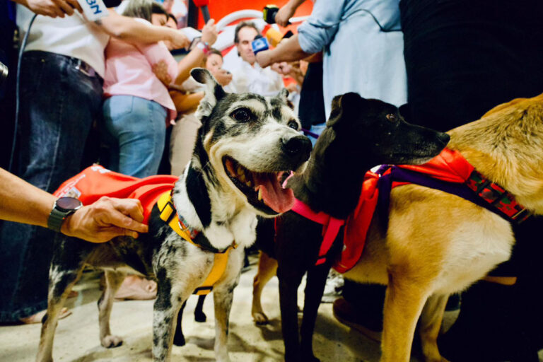 Imagen adopta un superhéroe Centro de Bienestar Animal La Perla (2)