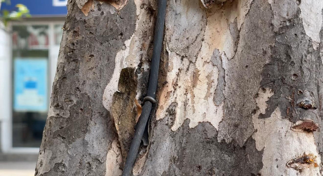 Imagen cuidado árboles, patrimonio (1)