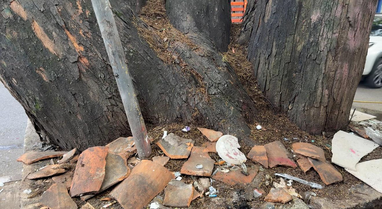 Imagen cuidado árboles, patrimonio (2)