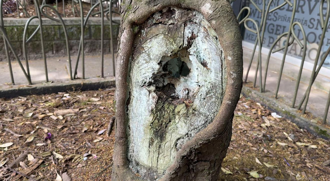 Imagen cuidado árboles, patrimonio (3)