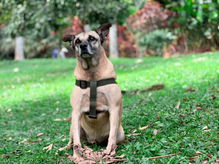 Imagen de Odi, perro en adopción (5)
