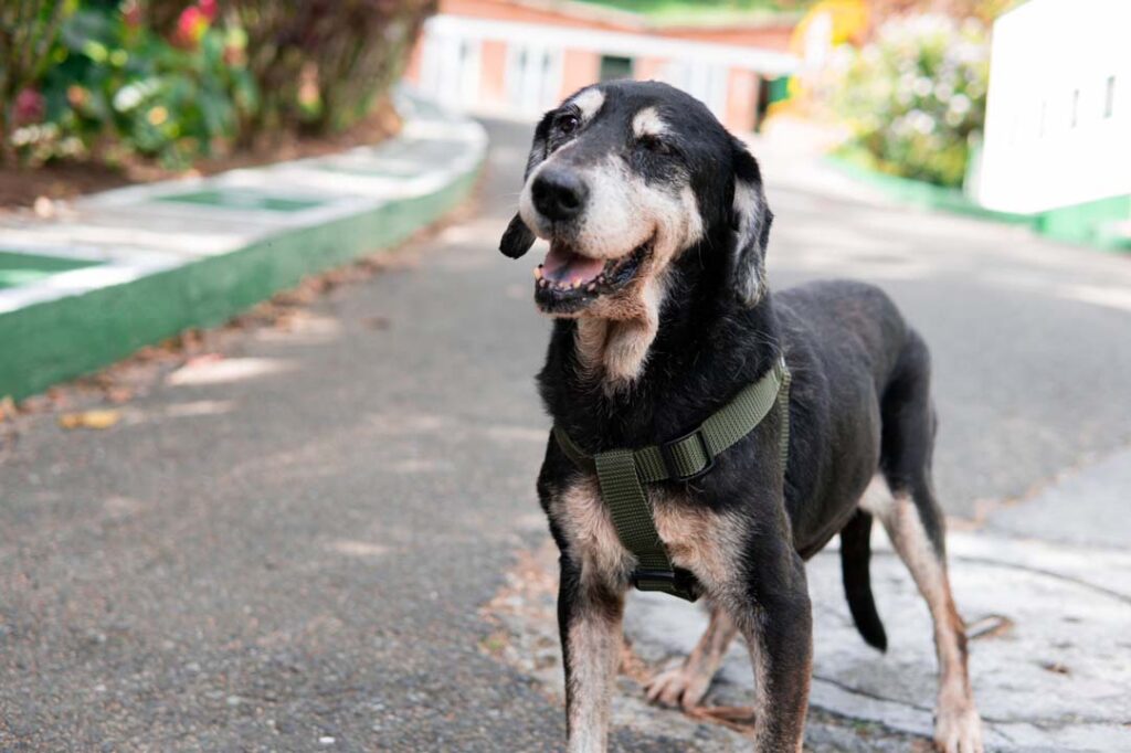 Imagen de Perro en adopción de La Perla