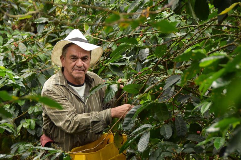 Imagen de cafereto recogiendo café