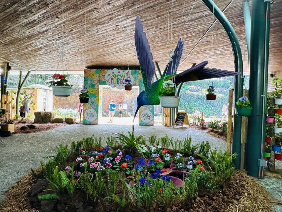 Imagen de colibrí flores tradición arví