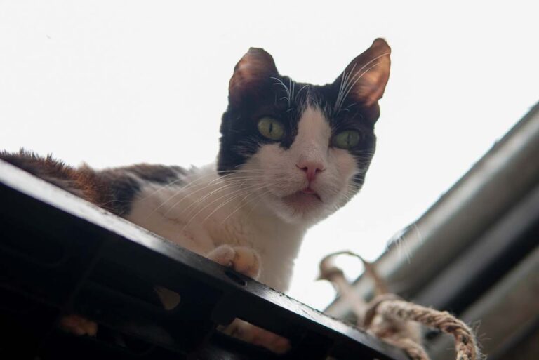 Imagen de gato en adopción La Perla