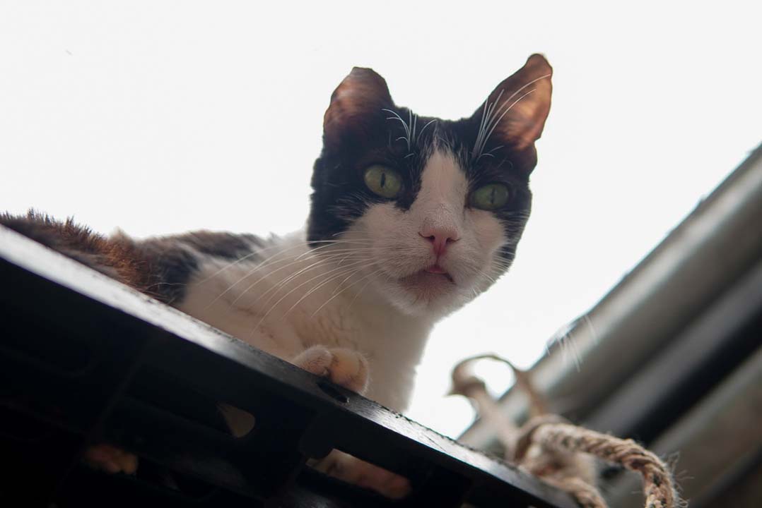 Imagen de gato en adopción La Perla