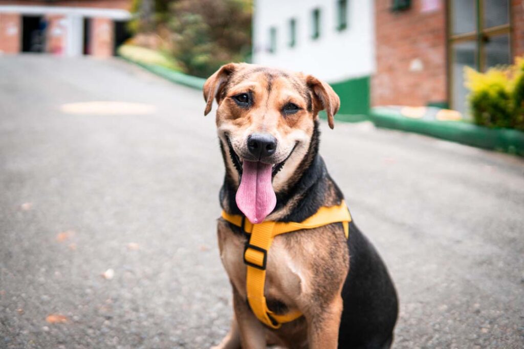Imagen de perro con chaleco amarillo 