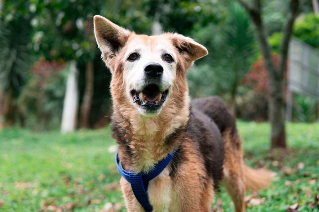 Imagen de perro en adopción La Perla (3)