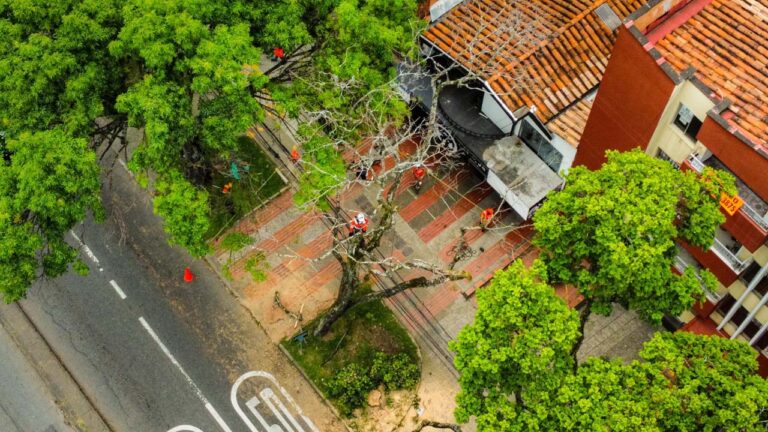 Imagen dron árboles