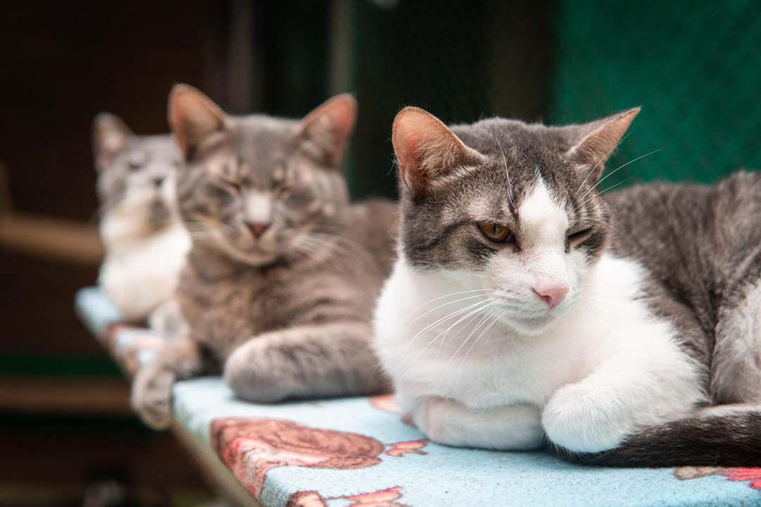 Imagen gatos La Perla