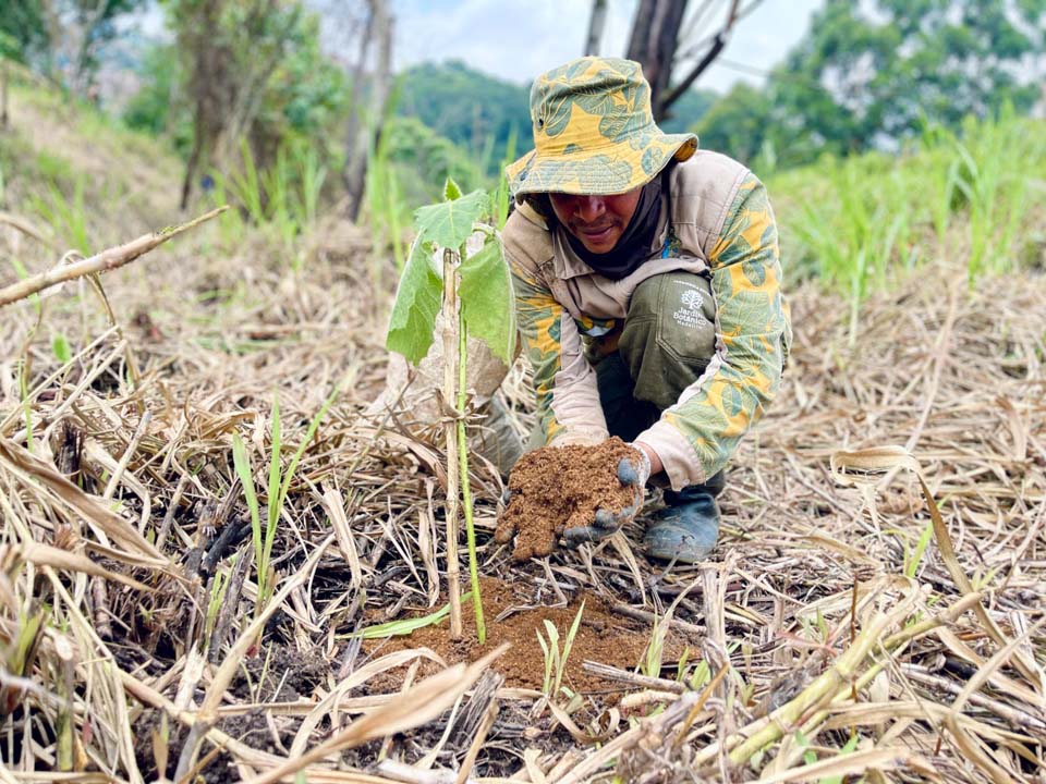 Imagen jardinero sembrando