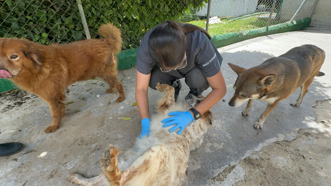 Imagen la perla bienestar y protección animal (1)