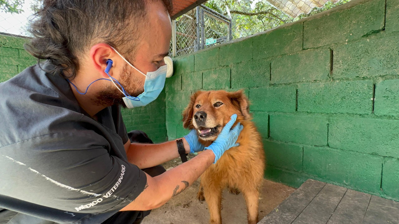 Imagen la perla bienestar y protección animal (2)