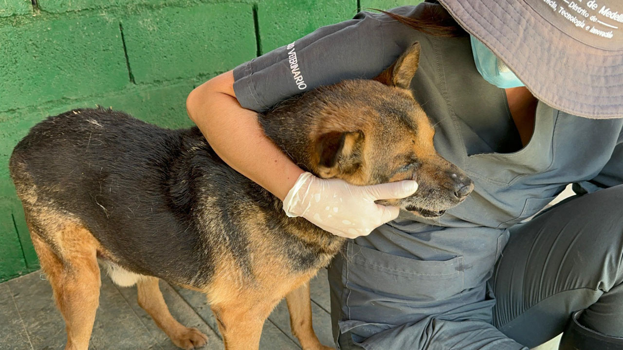 Imagen la perla bienestar y protección animal (3)