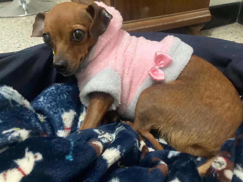 Imagen Mayita, la superheroína que llegó para quedarse en Medellín (2)