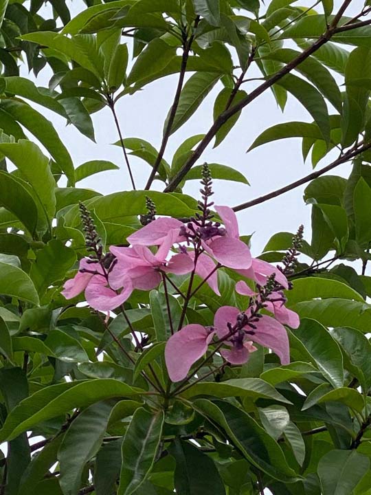 Imagen árboles en Medellín (1)