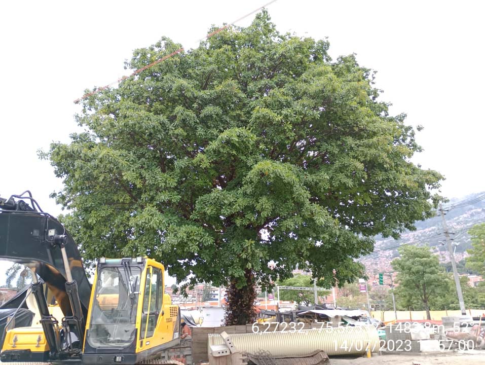 Imagen árboles en Medellín (2)