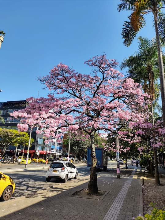 Imagen árboles en Medellín (3)