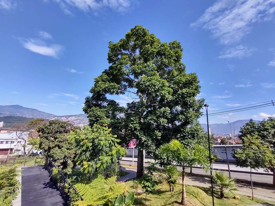 Imagen árboles en Medellín (4)