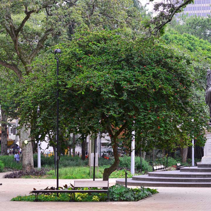 Imagen árboles en Medellín (6)